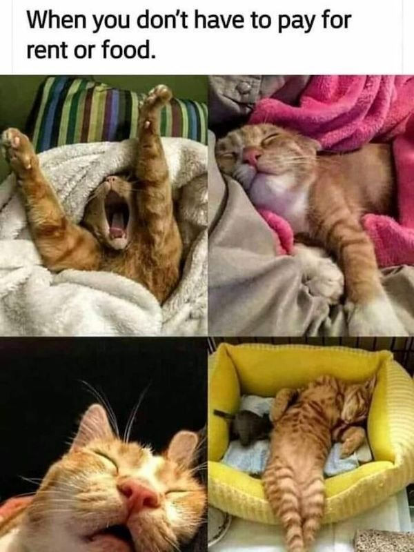 Funny Cats (36 pics)