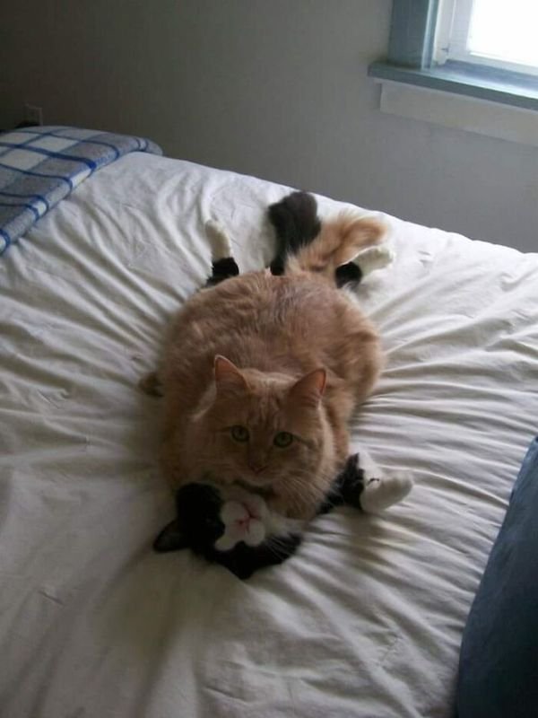 Funny Cats (36 pics)