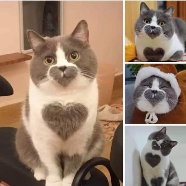 Funny Cats (36 pics)