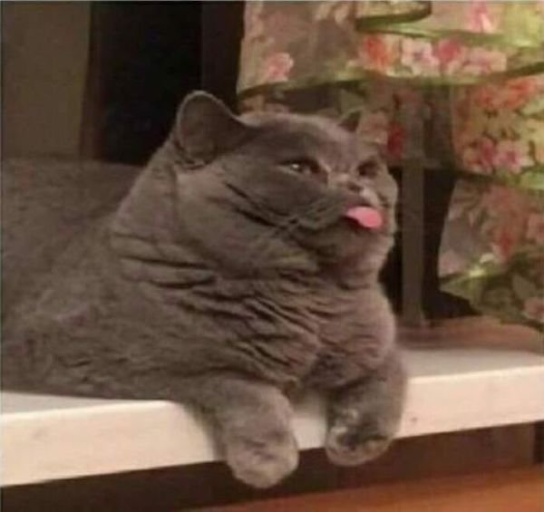 Funny Cats (36 pics)