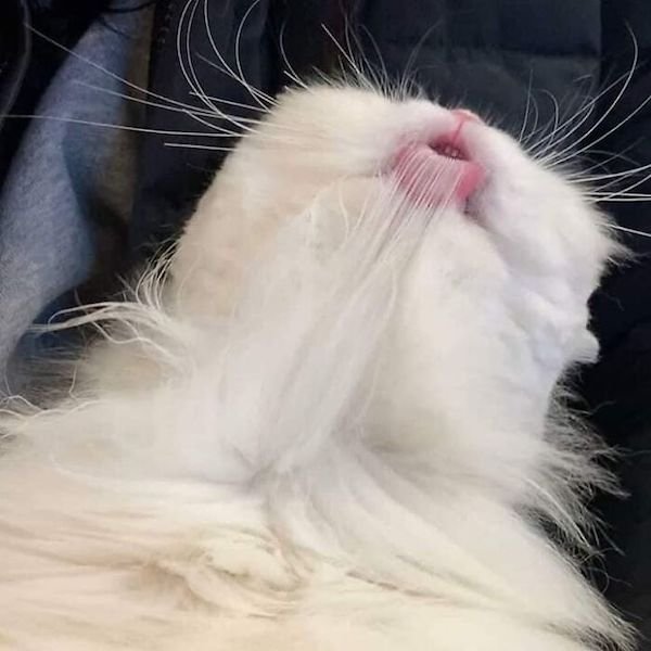 Funny Cats (36 pics)