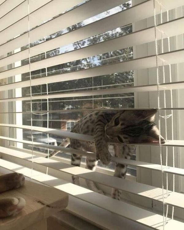 Funny Cats (36 pics)