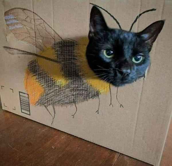 Funny Cats (36 pics)