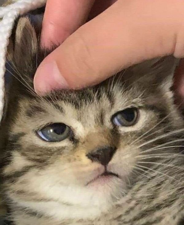 Funny Cats (36 pics)