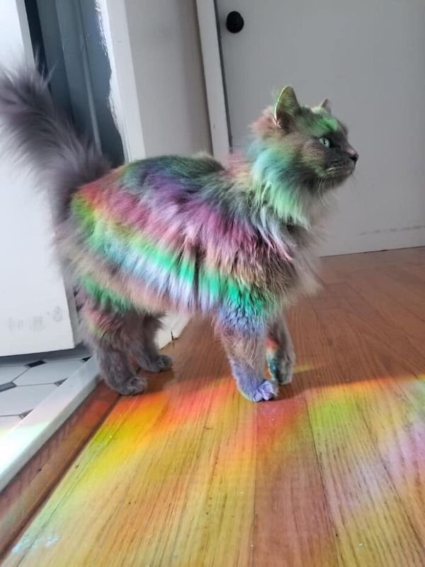 Funny Cats (36 pics)