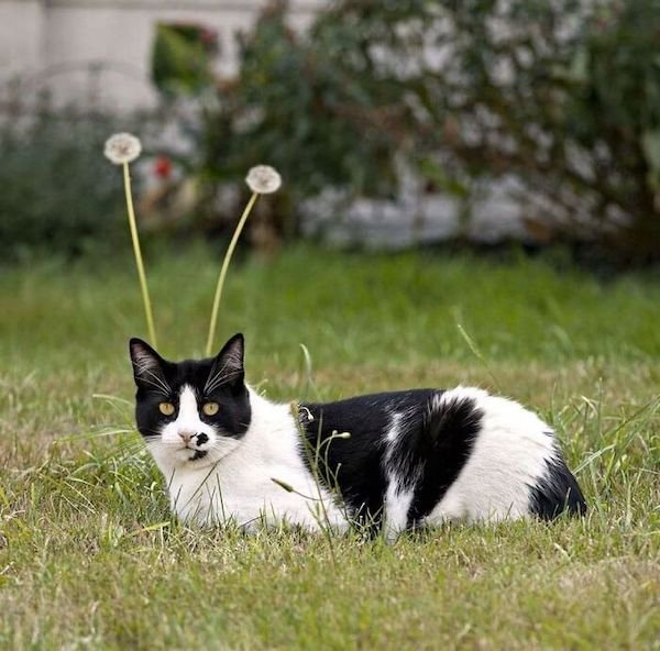 Funny Cats (36 pics)