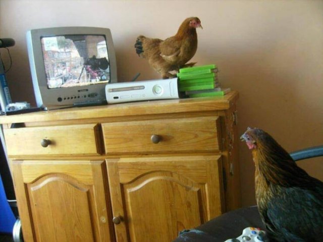 What Is Going On Here? (42 pics)