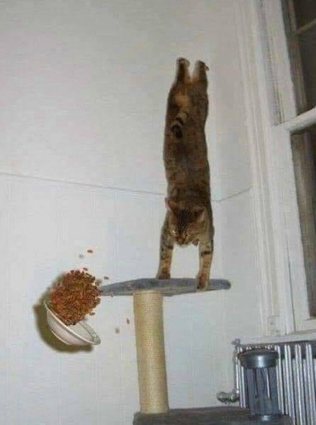 What Is Going On Here? (42 pics)