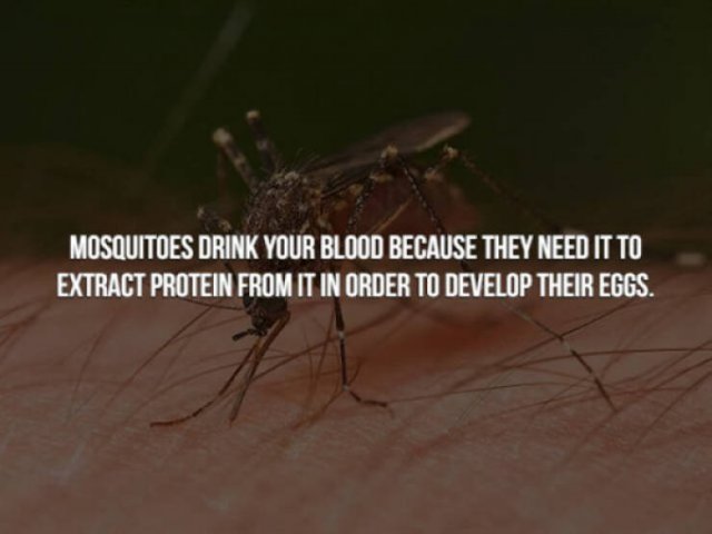 Creepy Facts (29 pics)