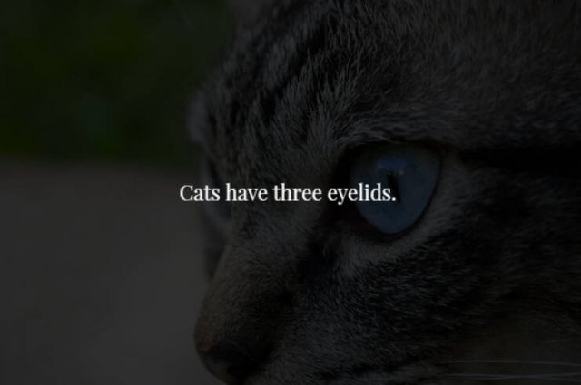 Creepy Facts (29 pics)