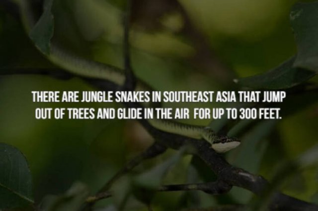 Creepy Facts (29 pics)