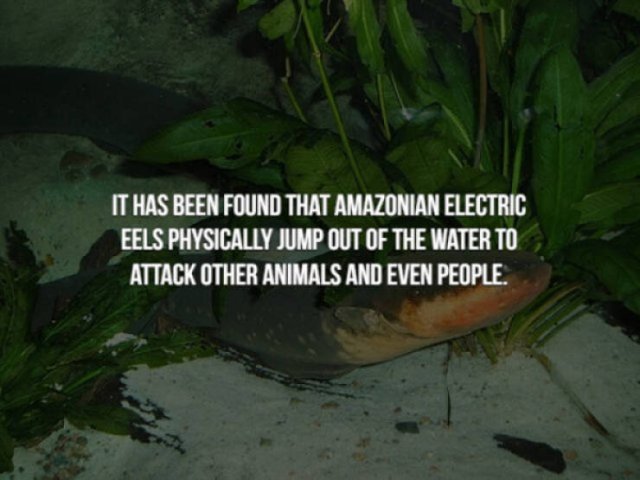 Creepy Facts (29 pics)