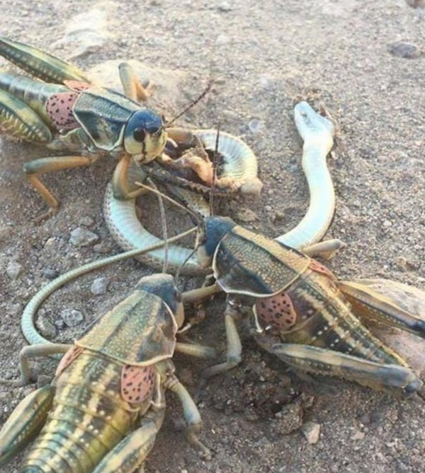 Odd Finds And Situations (30 pics)