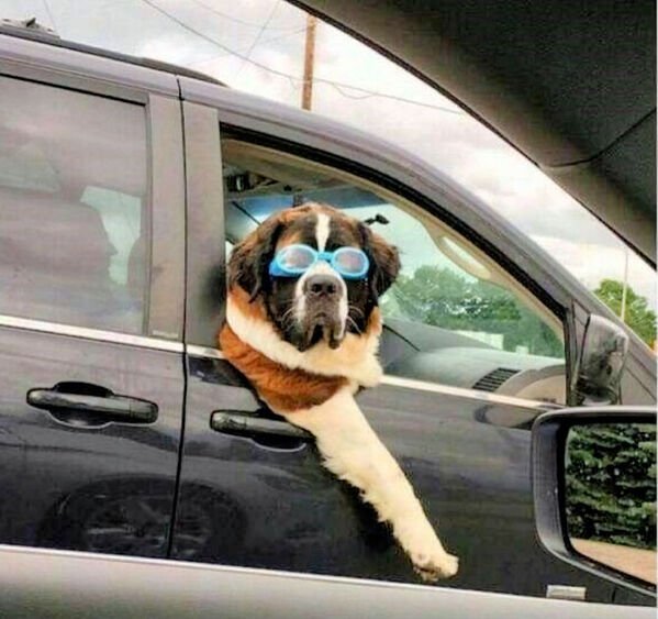 Cute Dogs (29 pics)