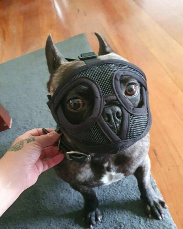 Cute Dogs (29 pics)