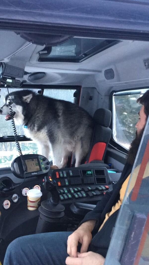 Cute Dogs (29 pics)
