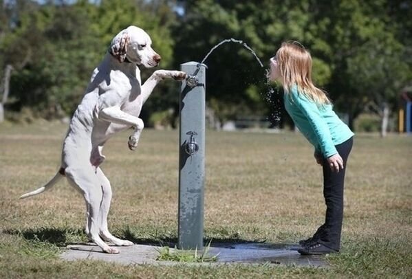 Cute Dogs (29 pics)
