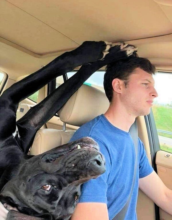 Cute Dogs (29 pics)