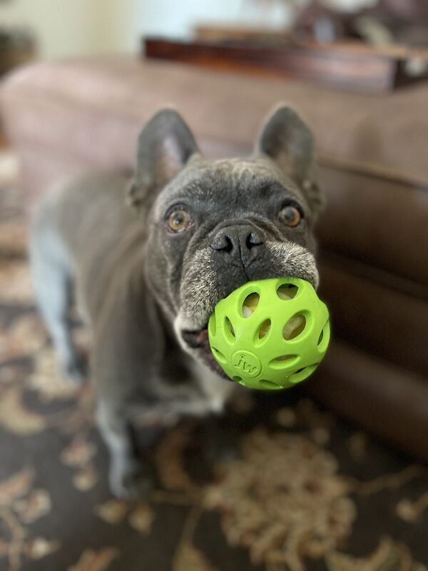 Cute Dogs (29 pics)