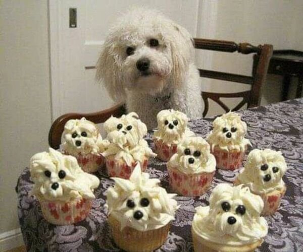 Cute Dogs (29 pics)