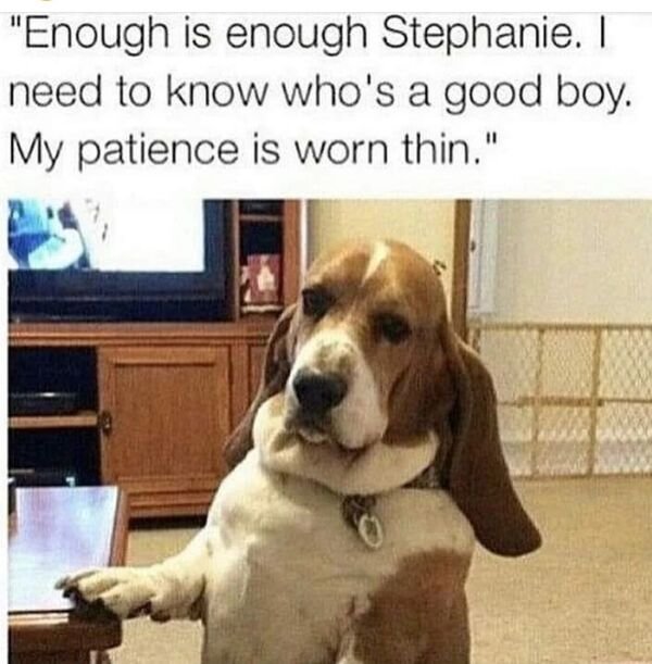 Cute Dogs (29 pics)