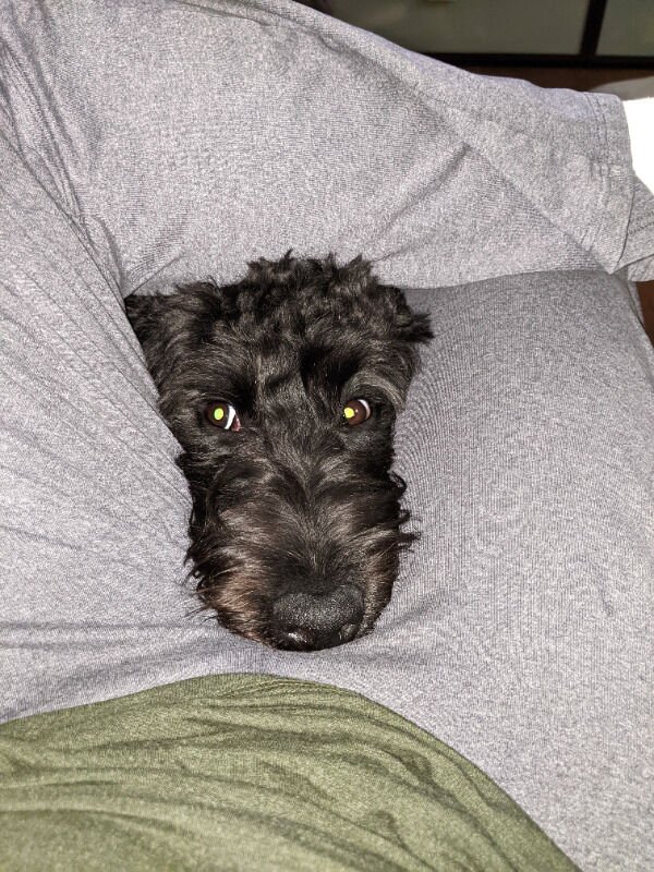 Cute Dogs (29 pics)