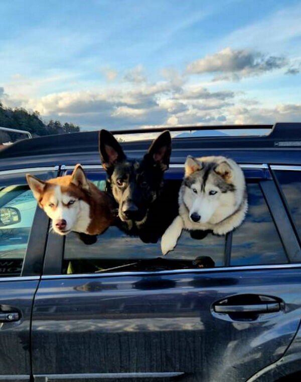 Cute Dogs (29 pics)