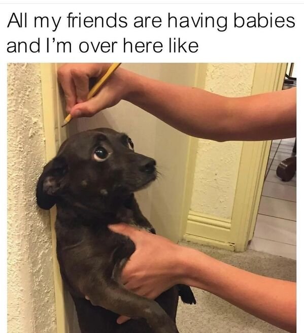 Cute Dogs (29 pics)