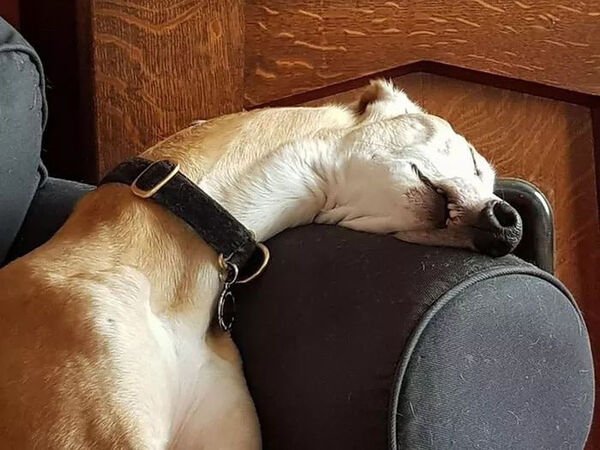 Cute Dogs (29 pics)