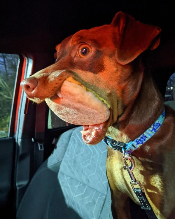 Cute Dogs (29 pics)
