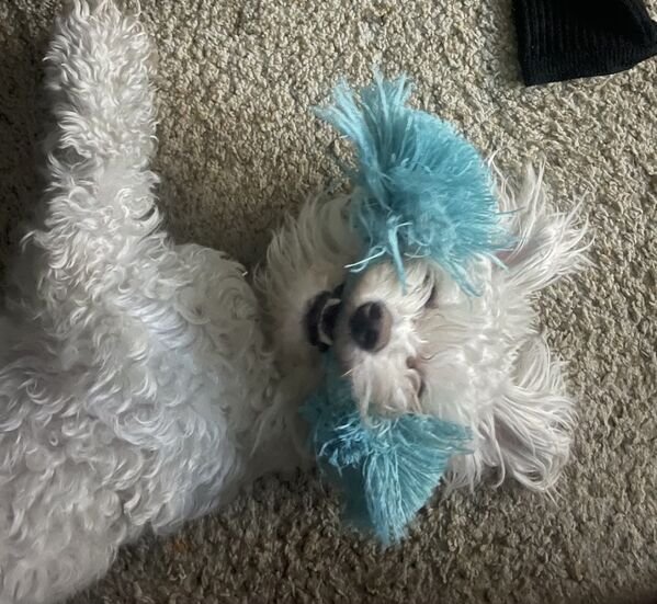 Cute Dogs (29 pics)