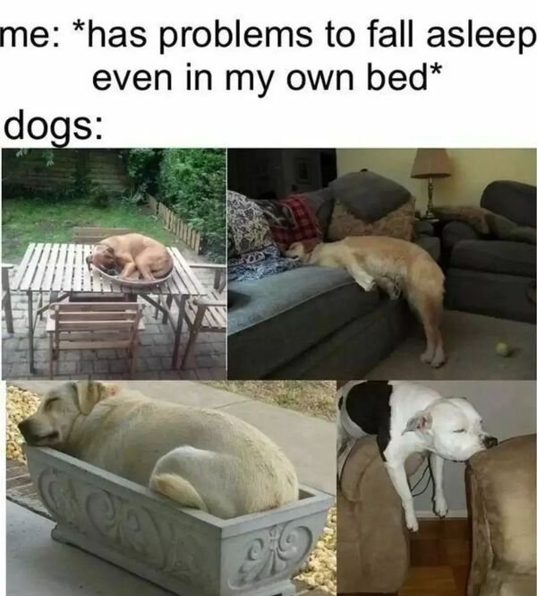 Cute Dogs (29 pics)