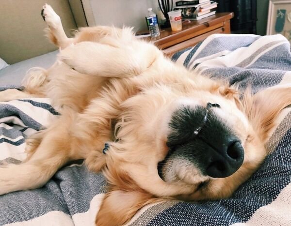 Cute Dogs (29 pics)