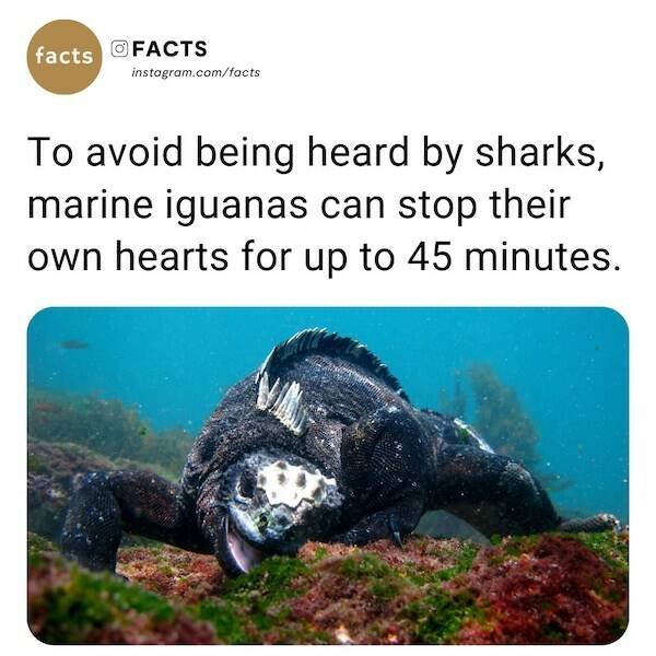 Interesting Facts (22 pics)