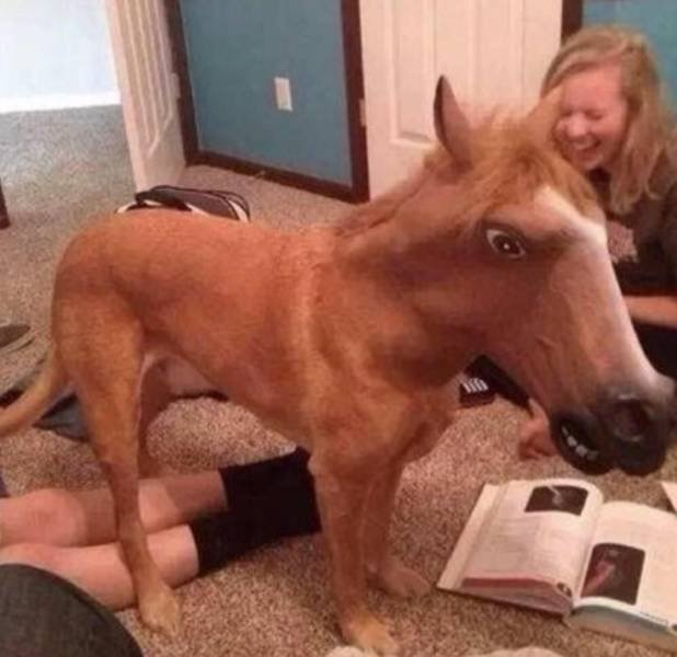 What Is Going On Here? (50 pics)