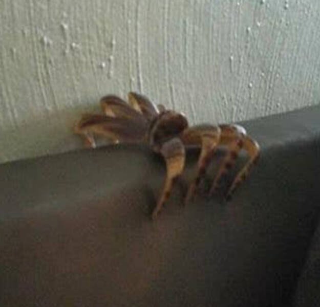 Look Twice (35 pics)