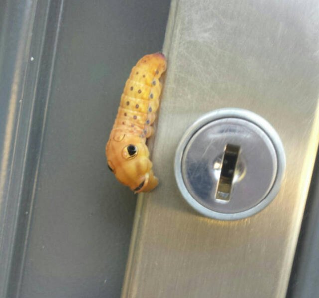 Look Twice (35 pics)
