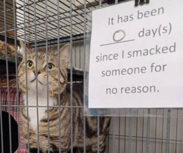Photos For Good Mood (16 pics)