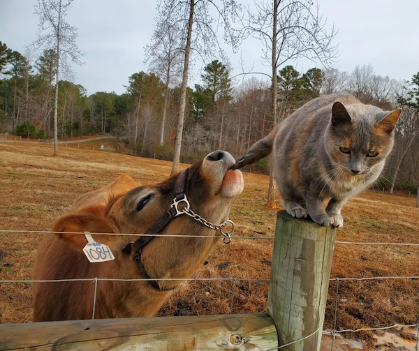 Funny Animals (48 pics)