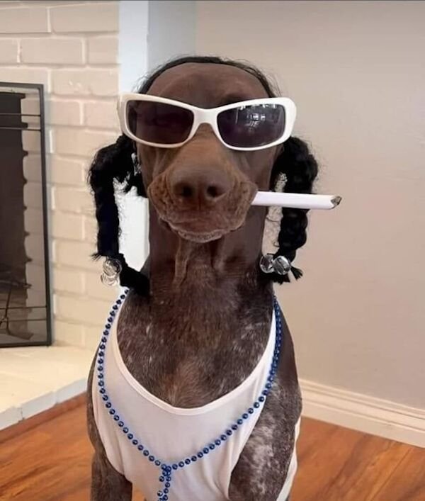 Funny Animals (48 pics)