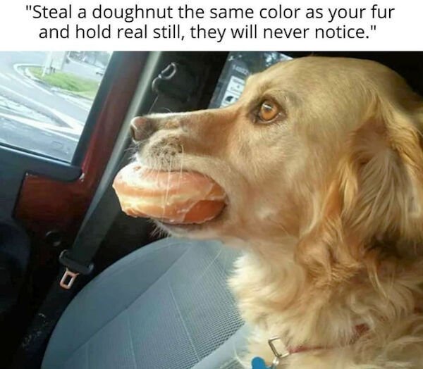 Funny Animals (48 pics)