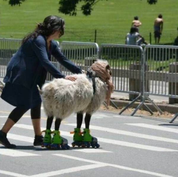 Funny Animals (48 pics)