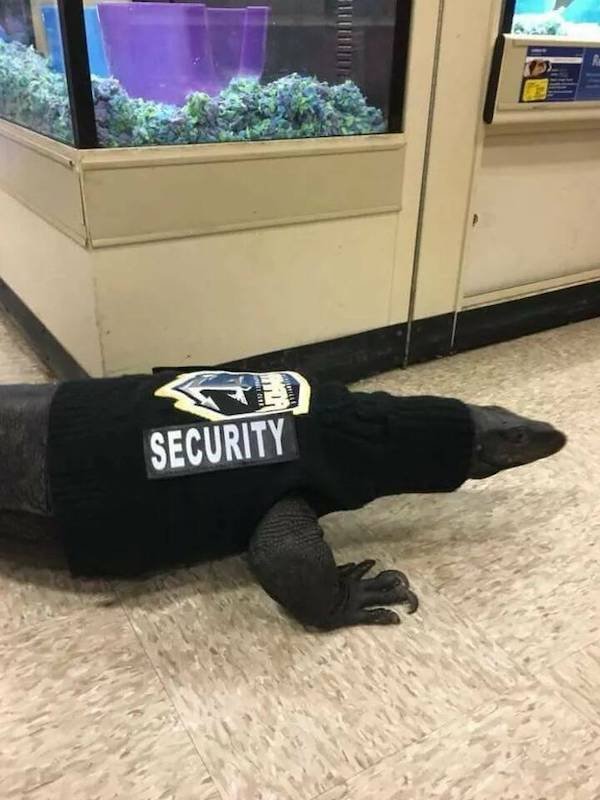 Funny Animals (48 pics)