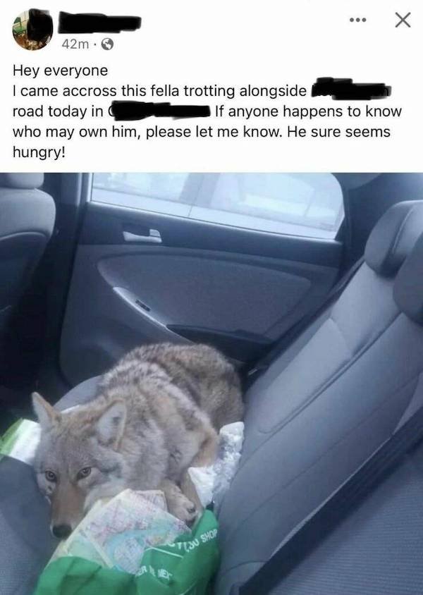 Funny Animals (48 pics)