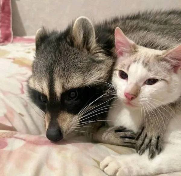 Funny Animals (48 pics)
