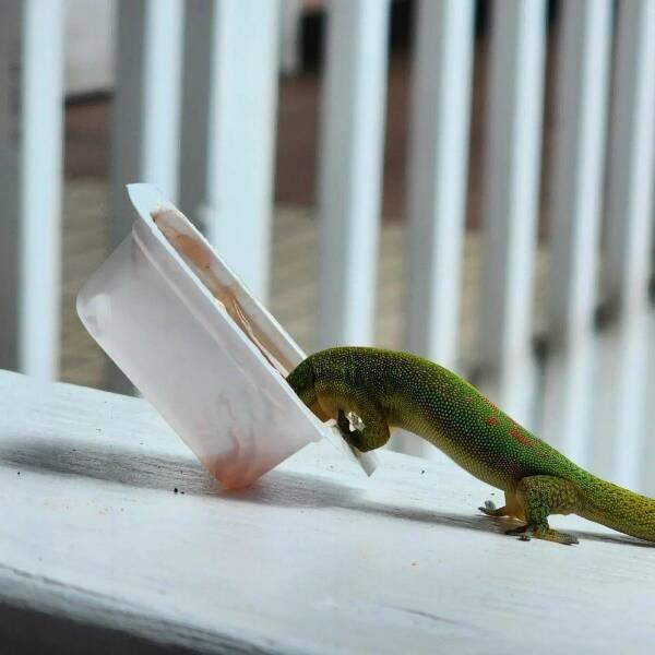 Funny Animals (48 pics)