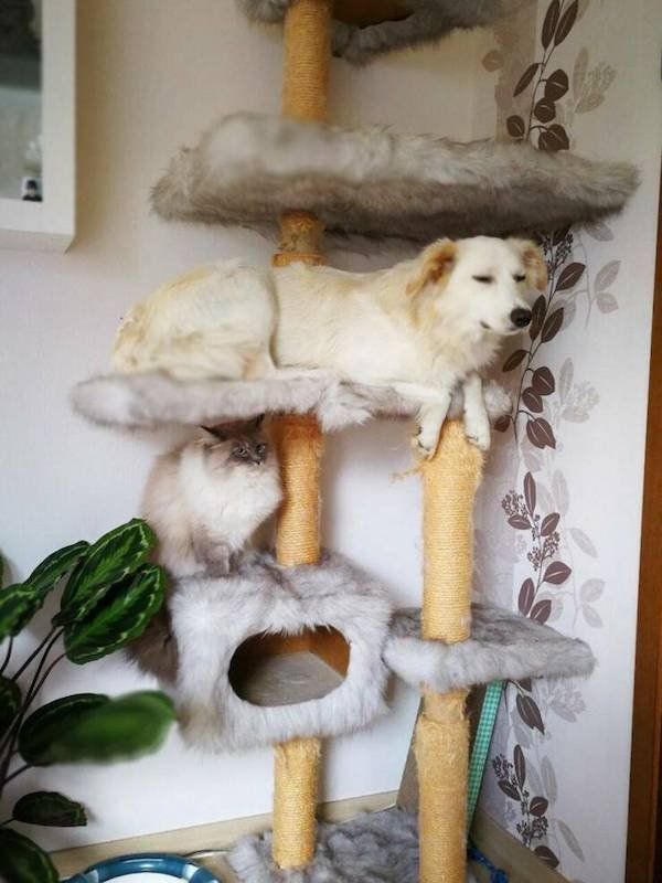 Funny Animals (48 pics)