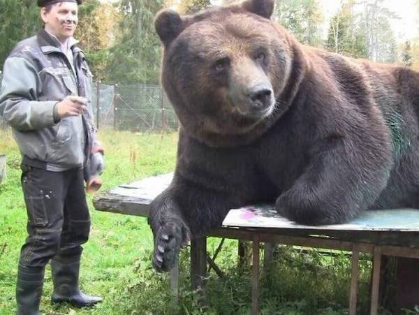 Funny Animals (48 pics)