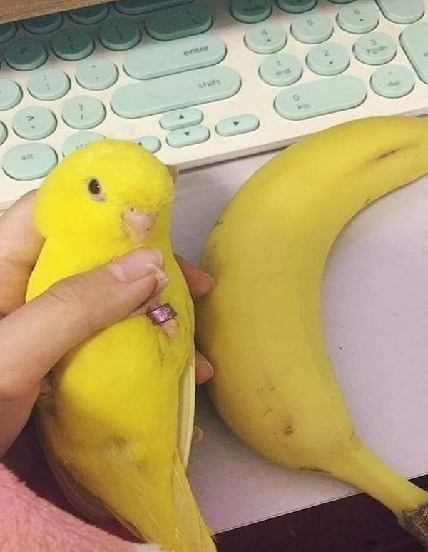 Funny Animals (48 pics)
