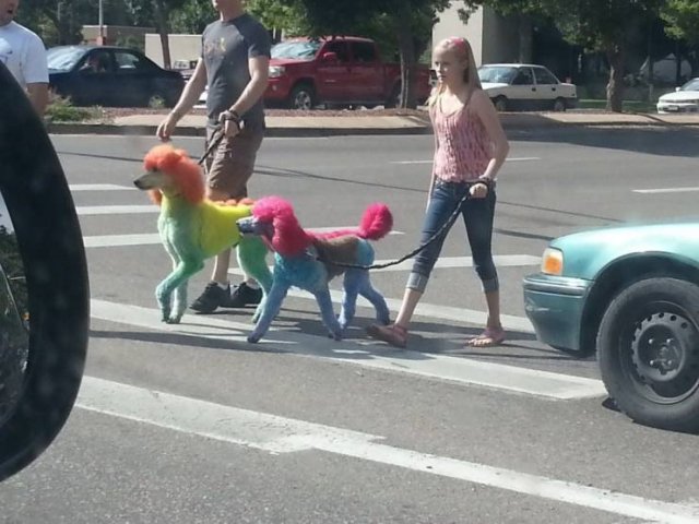 What Is Going On Here? (51 pics)